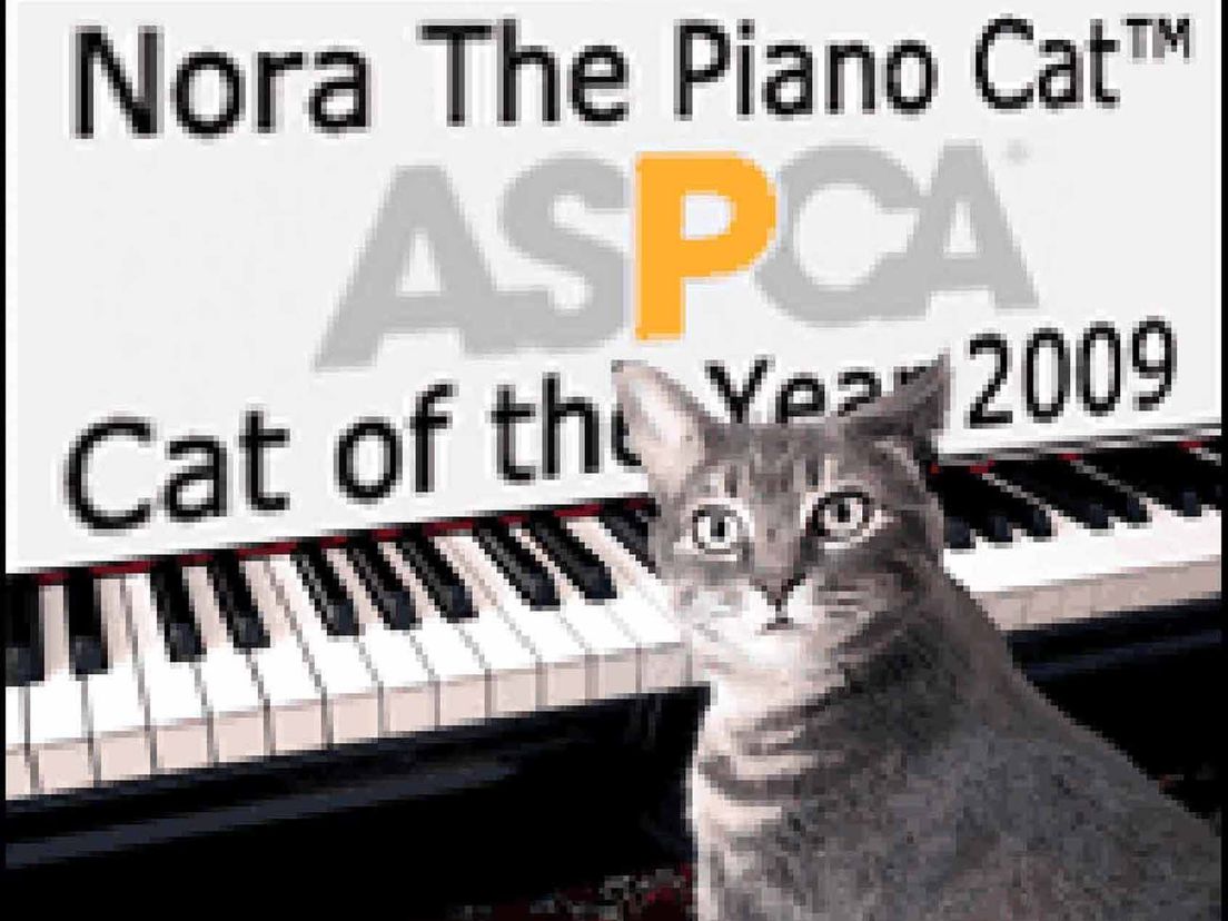 Nora, de kat die 'piano speelt'