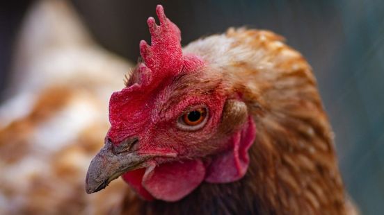 62.000 kippen gedood na nieuwe uitbraak vogelgriep