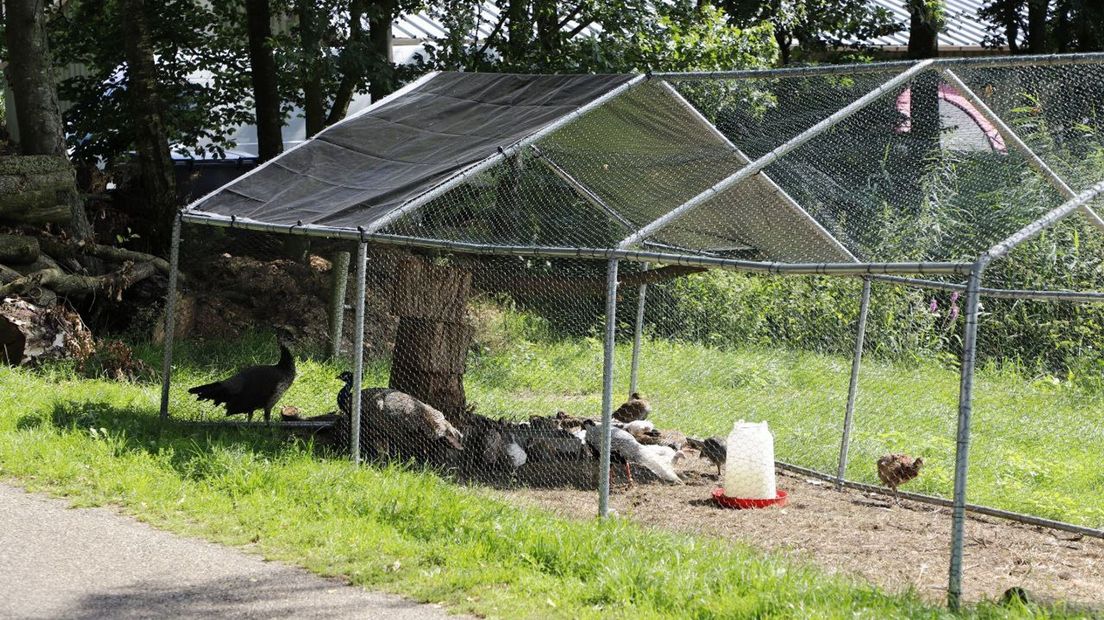 Alle 665 vogels worden geruimd