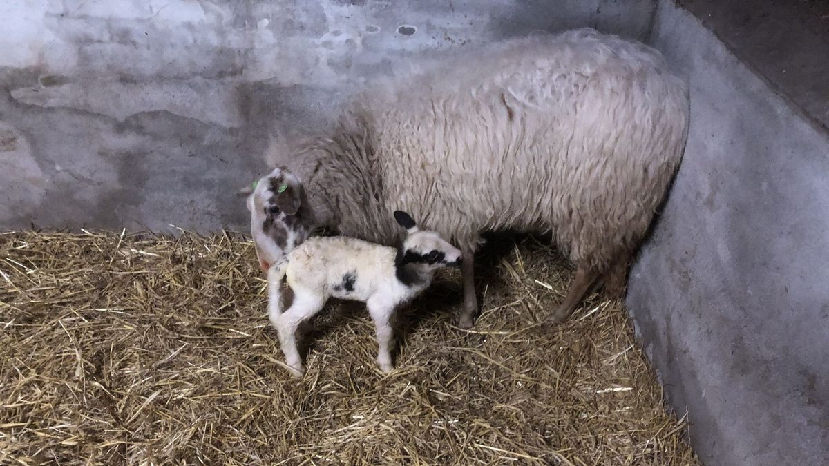 Beschuit met muisjes: eerste lammetje geboren in Hooghalen