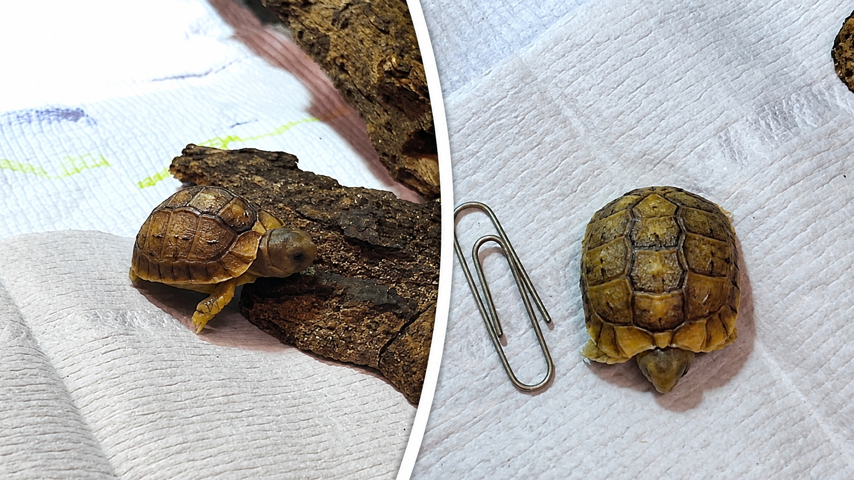 Het diertje is begin augustus geboren in de Rotterdamse dierentuin.