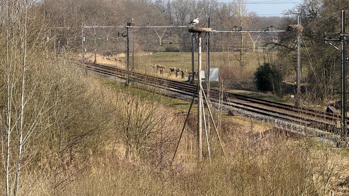 Spoorbeheerder worstelt met ooievaarsnesten op bovenleidingen
