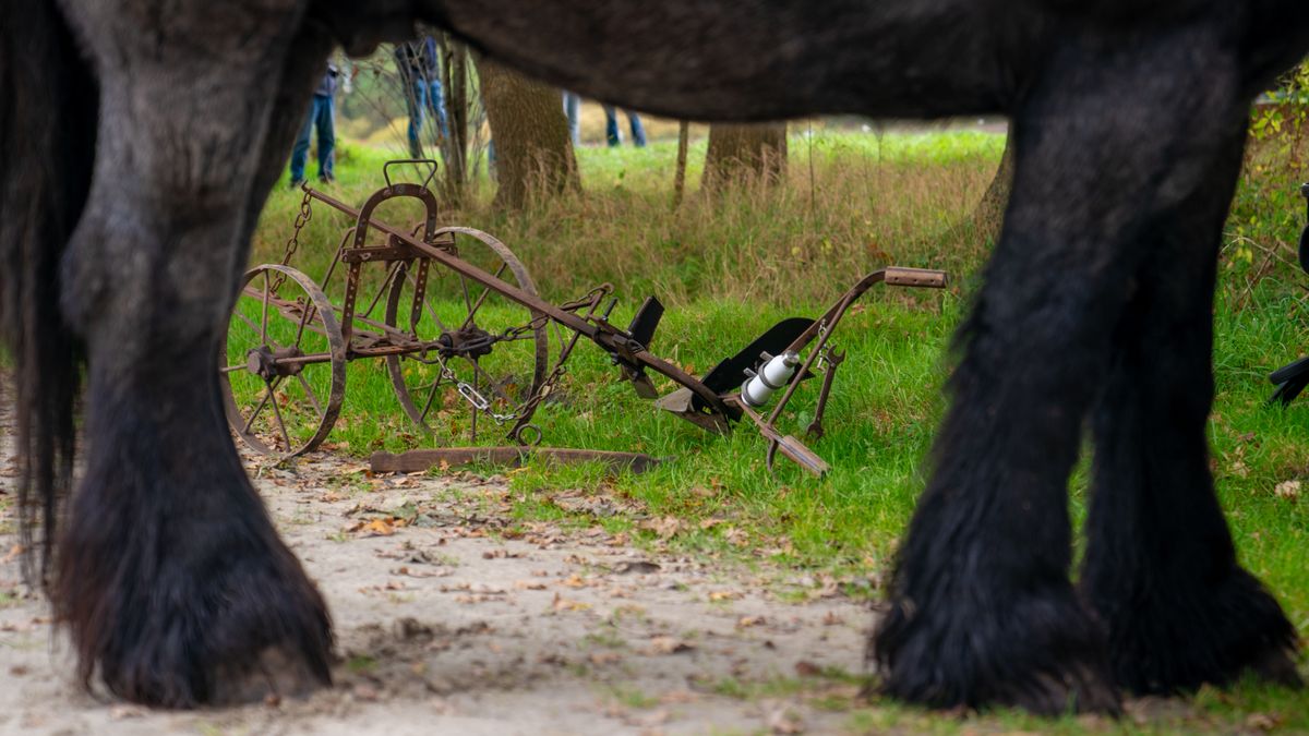 In Beeld: Dag van het Ploegpaard in Orvelte