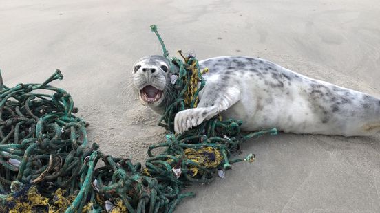 Zorgen bij Zeehondencentrum Pieterburen om toename verstrikte zeehonden