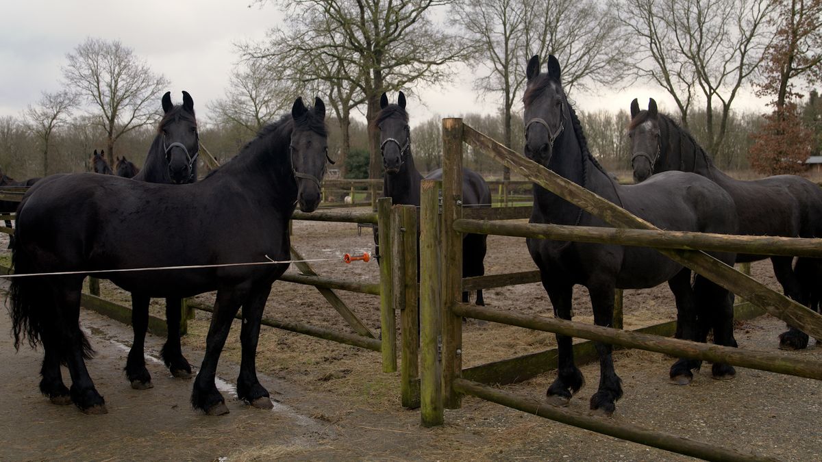 Paardenfokkers uit Zwiggelte zijn de beste van allemaal