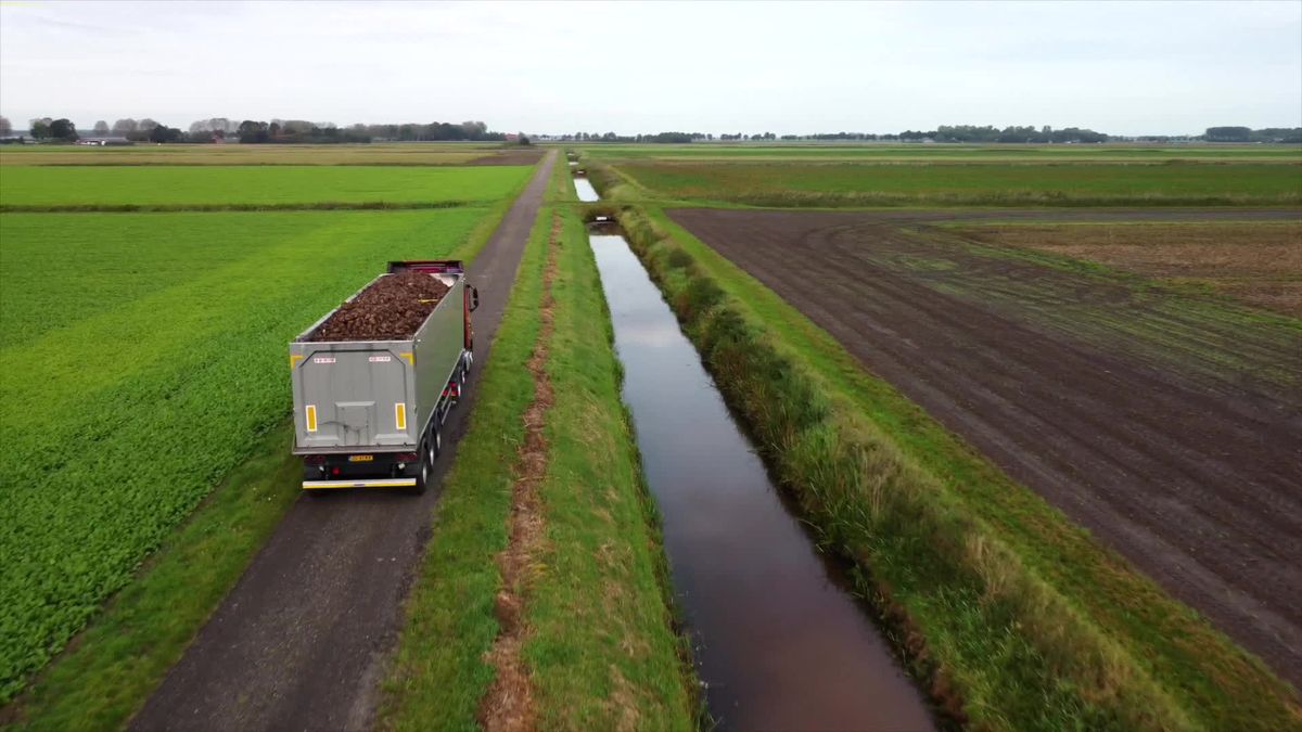 De suikerbietencampagne is begonnen "Het is haast alleen werken en slapen" RTV Drenthe