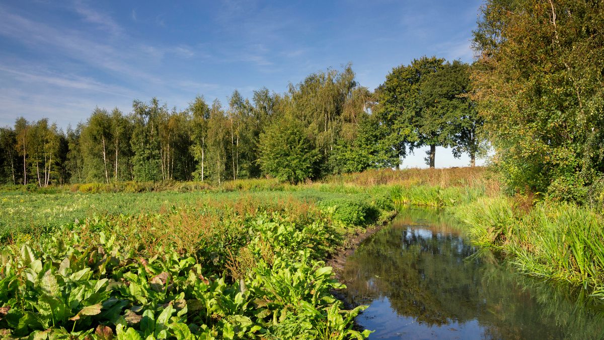 Inwoners Leudal bepalen mee waar 20.000 bomen komen