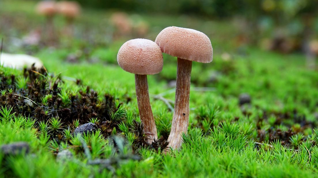 Paddenstoelen in Clingse bossen