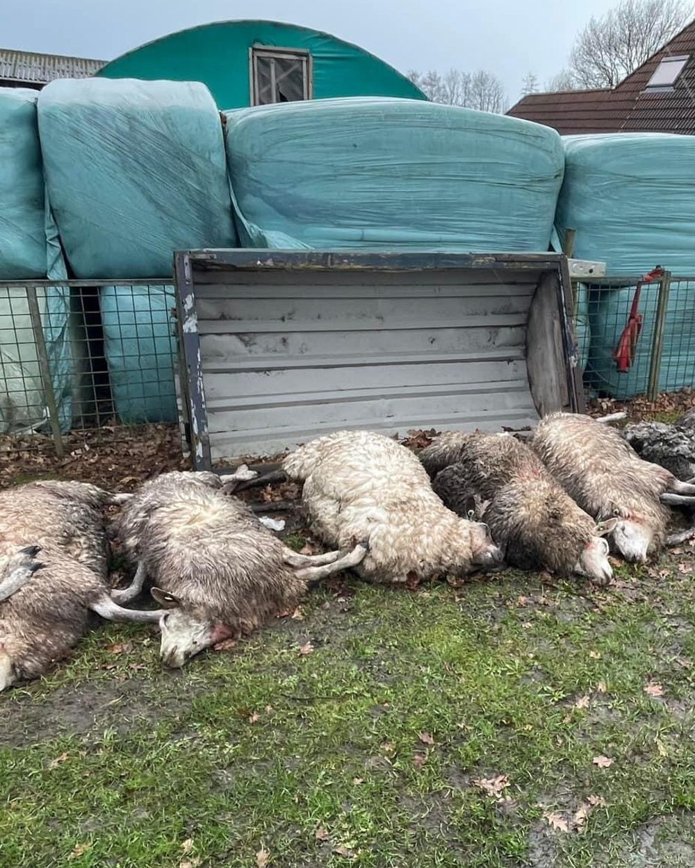 Zestien Dode Schapen Bij Boer In Boijl Ik Wist Dat Het Weer Een Keer Zou Gebeuren Omrop Fryslân 4876