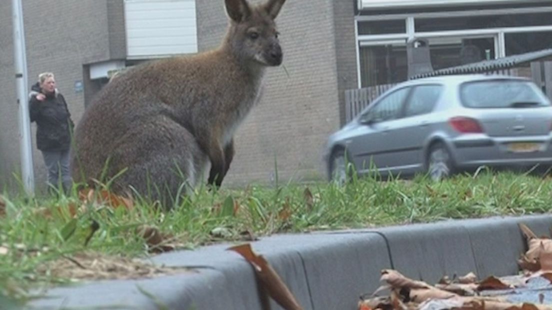 Kangoeroe zet Deventer op stelten