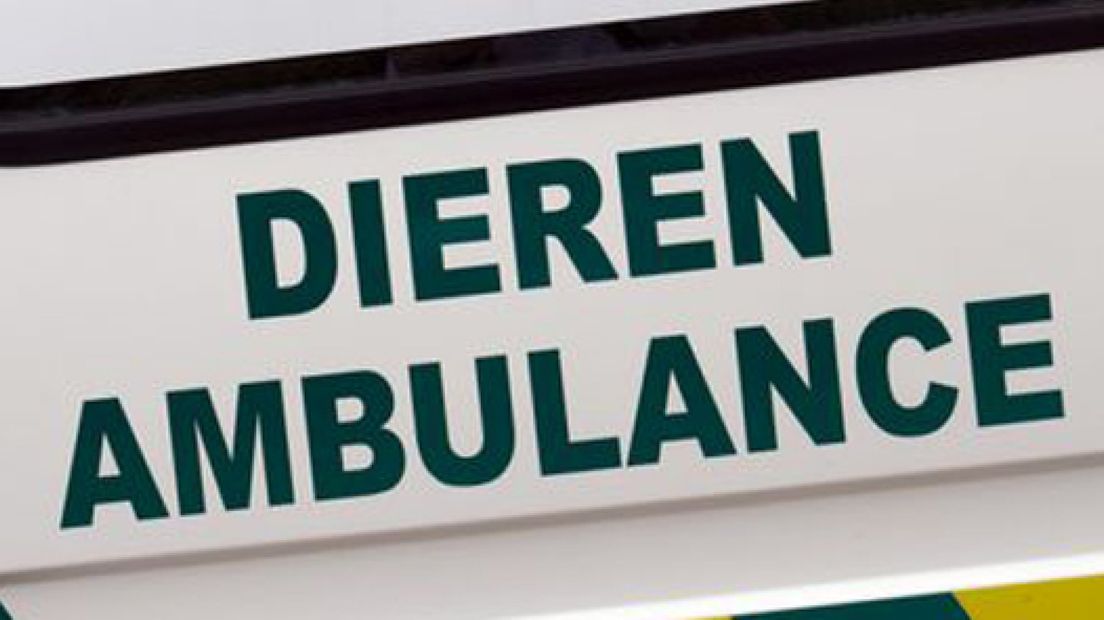 Onthoofd schaap gevonden in tuin Eibergen