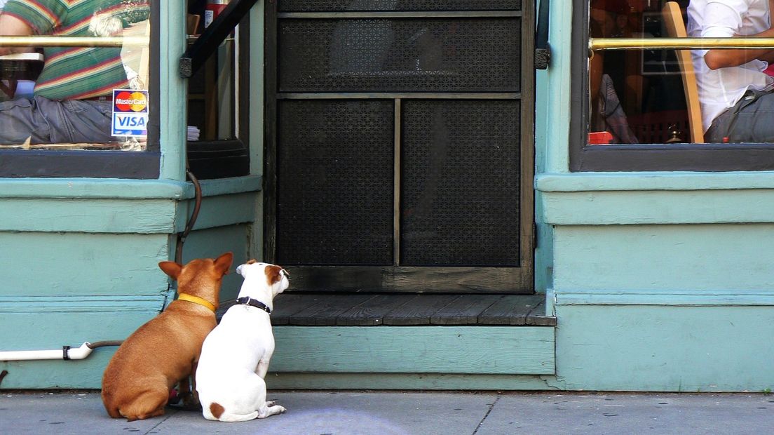 Honden wachten buiten een restaurant