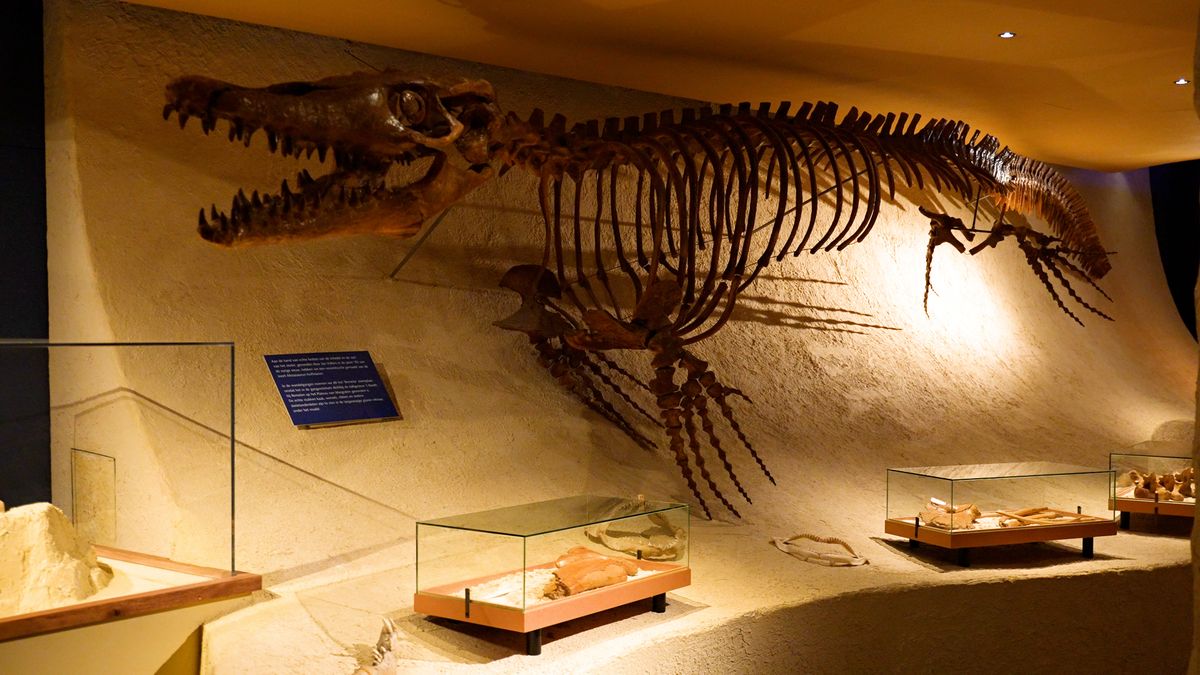 Maastricht ving eeuwenlang bot, maar hoopt nu op terugkeer mosasaurusschedel