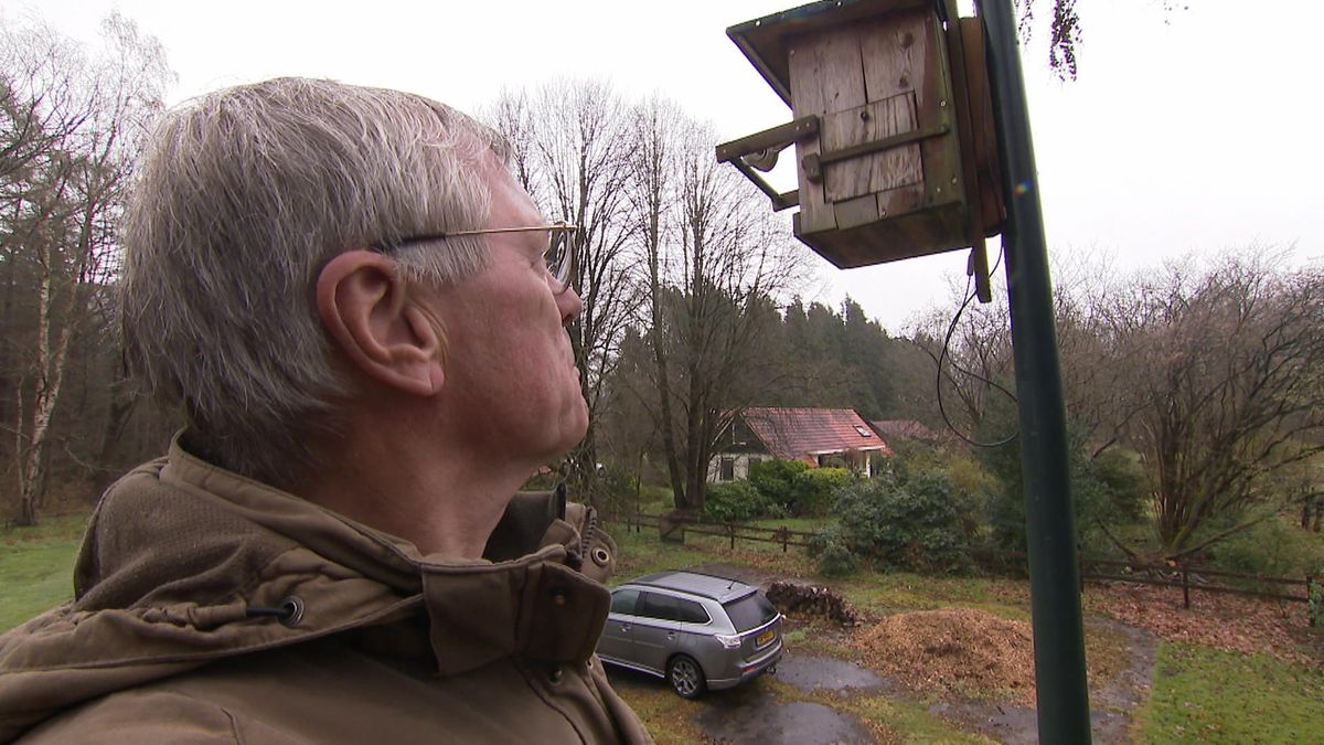 Ringen van bosuilkuikens in Nijensleek