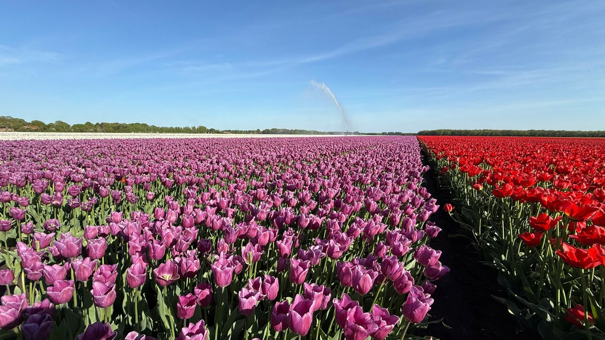Bollenteler Smilde wil af van dwangsomboete voor lozen afvalwater in sloot