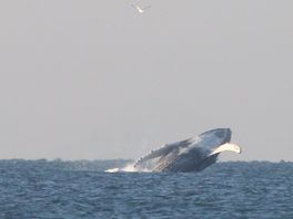Deskundige SOS Dolfijn: 'Bultrug voor de kust vermaakt zich prima, geen nood'