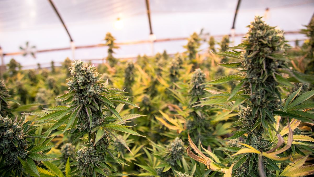 'Onterechte sluiting': eigenaar strijdt tegen sluiting henneppand Hengelo