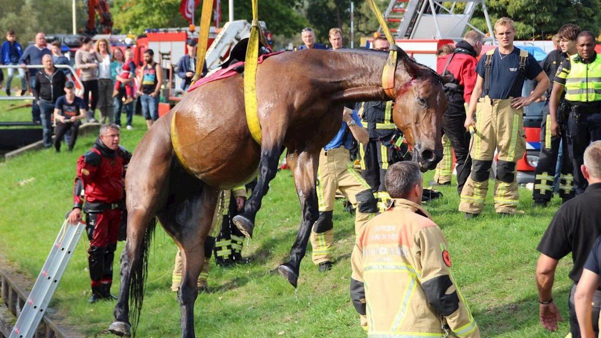 Brandweer redt paard uit kanaal in Aadorp (UPDATE)