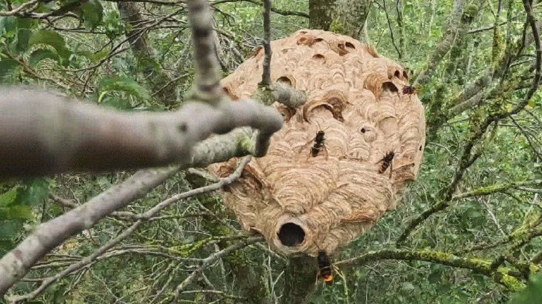 Het weggehaalde nest van de Aziatische hoornaar in Leeuwarden