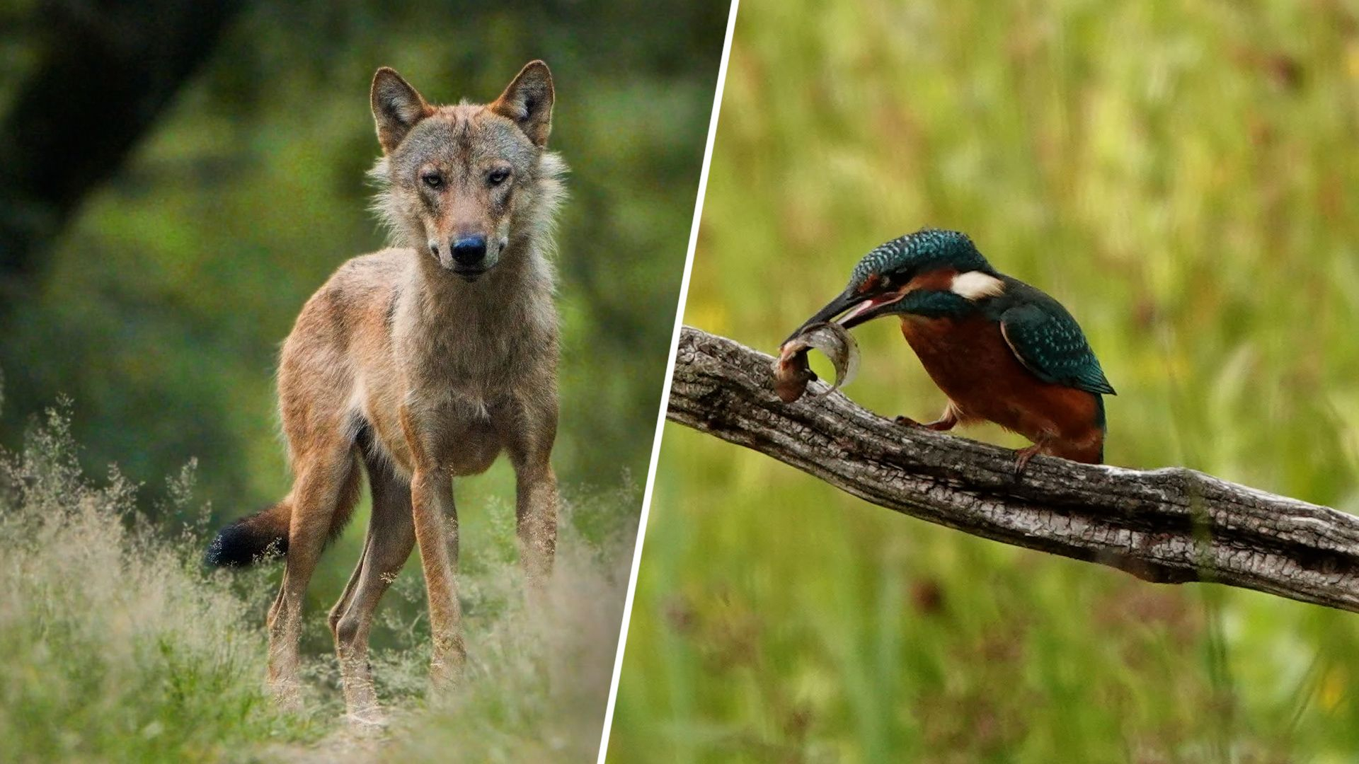 Wolf met prooi, reeën en een hongerige ijsvogel: 'Bijzonder om mee te maken'