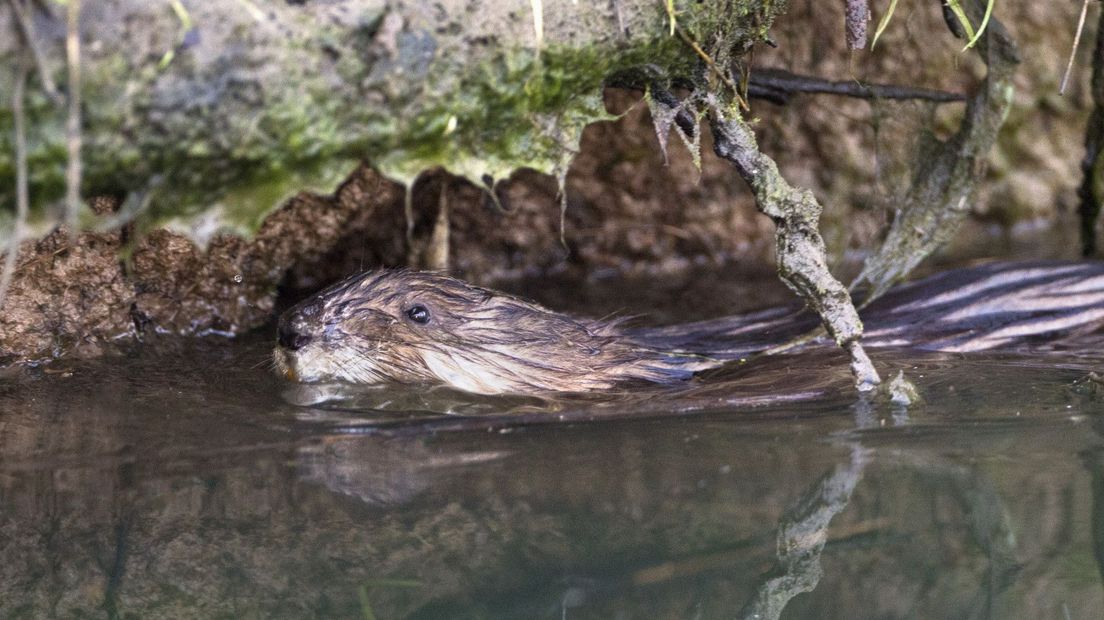 Muskusrat, foto ter illustratie