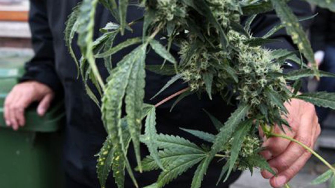 Drugshandelaren Maasbommel vast