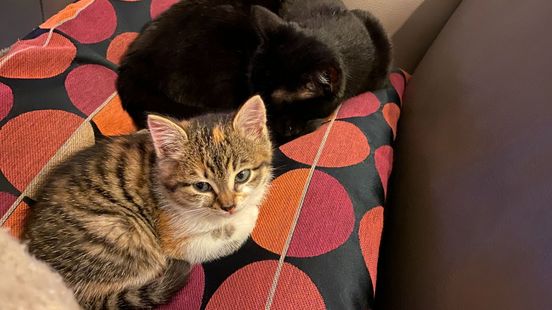 Advies: 'Houd je kat binnen tot 3 januari'