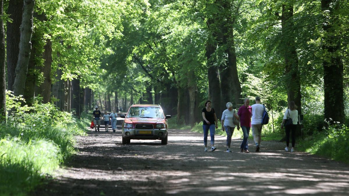 Gemeentehandhaver gewond in bos Lage Vuursche: 'Ruiter reed boa bewust omver'