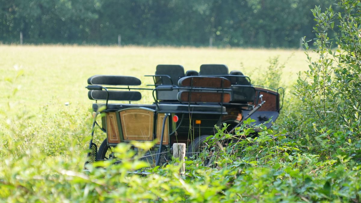Paarden met menwagen belanden in de sloot bij Dwingeloo