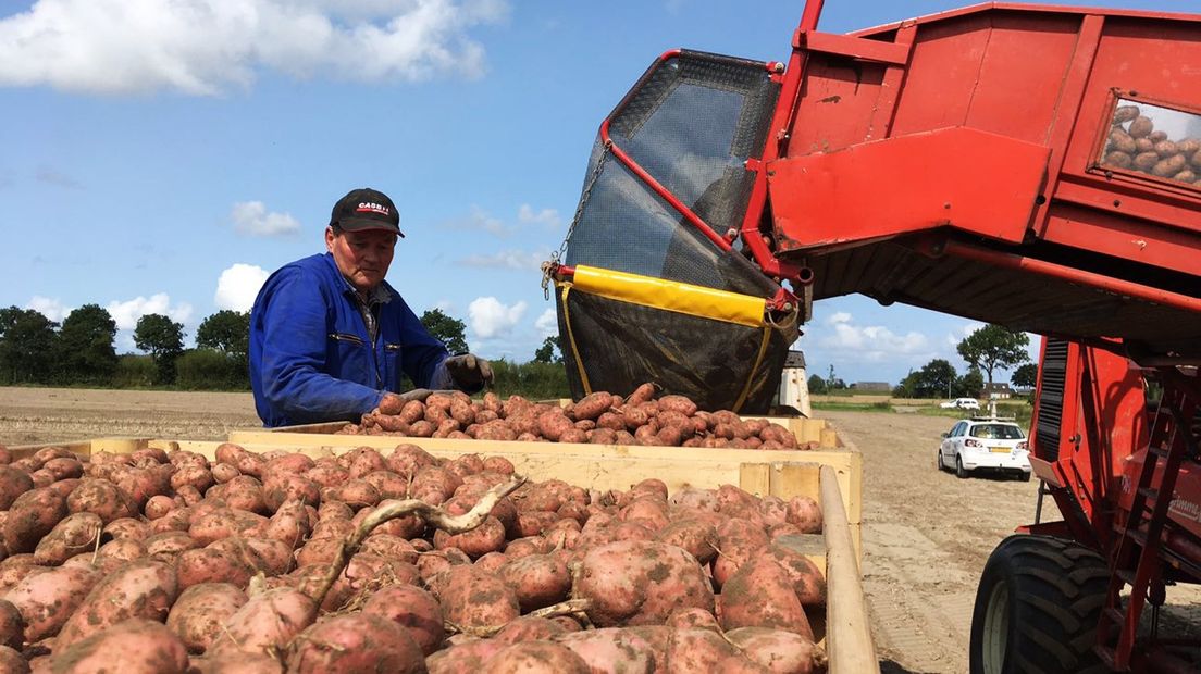 Een aardappelkweker in Oldehove aan het werk