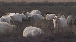 Schaapskooi Balloërveld is eindelijk wolfproof