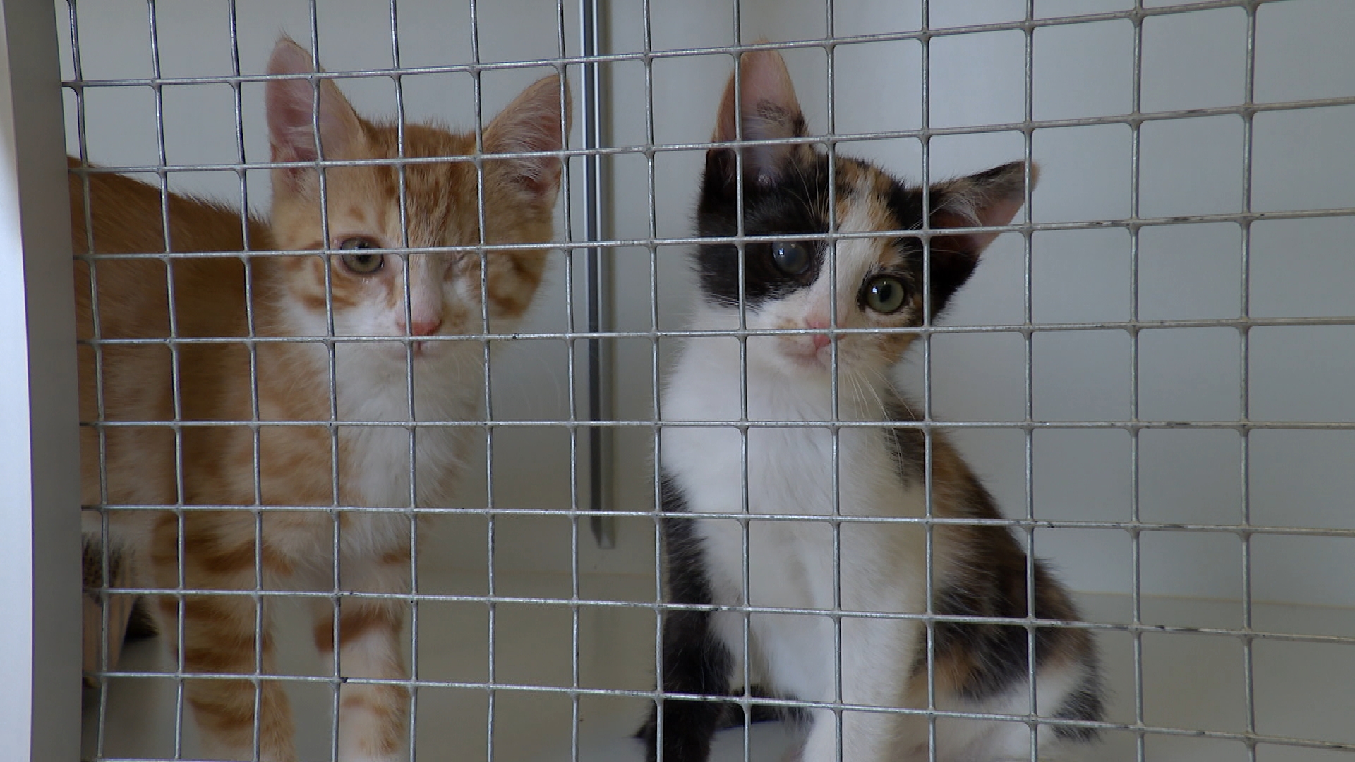 Te veel katten en kittens op straat: stichting Scheldekat wil castratieplicht