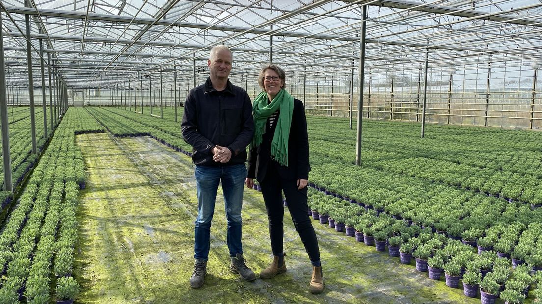 Mathijs en Hilde Barendse-Arends genieten nog één seizoen van de lavendel