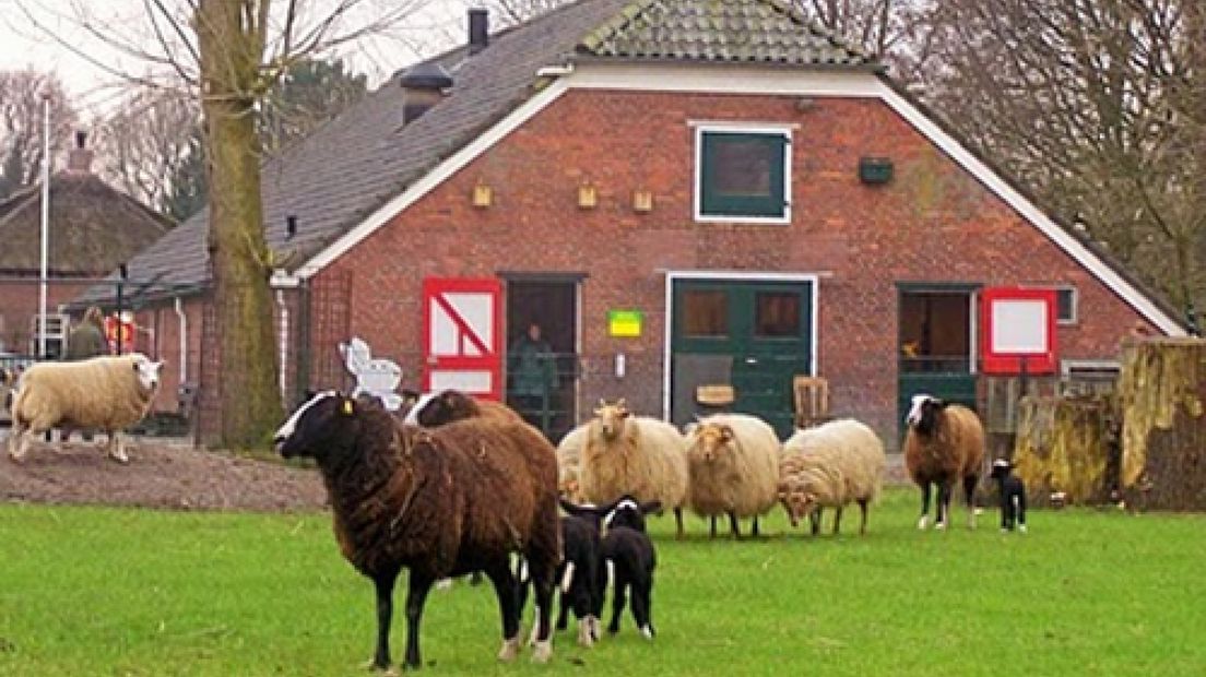 SKBN: schapen aaien kan wel