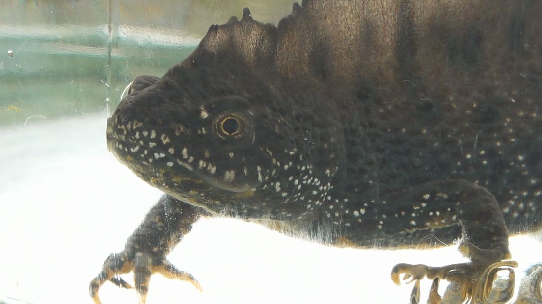 De kamsalamander is een beschermde diersoort die leeft in Witte Veen