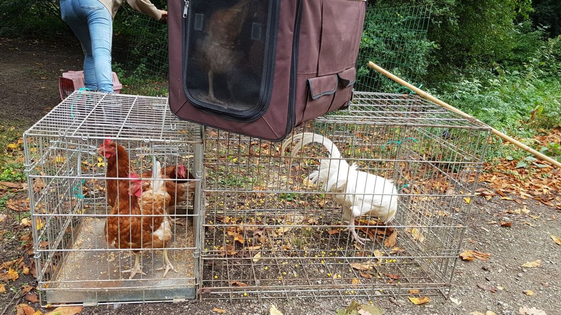 Gedumpte hanen in het Julianapark worden gevangen.