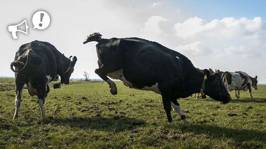Moeten koeien verplicht de wei in? (Rechten: ANP/Remko de Waal)
