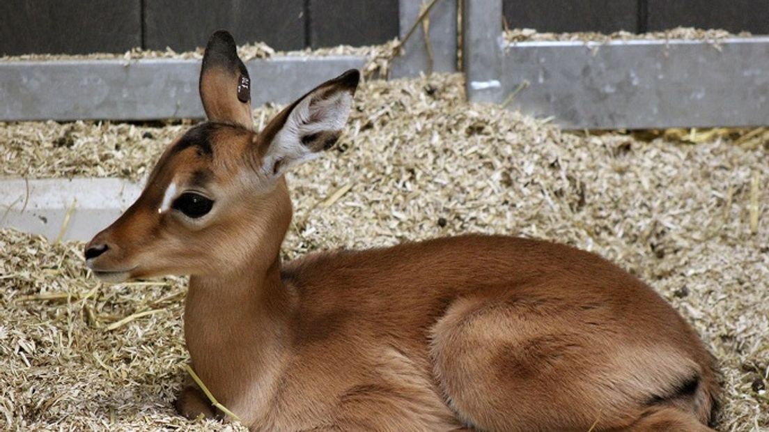 De jonge impala (Rechten: Wildlands Adventure Zoo)