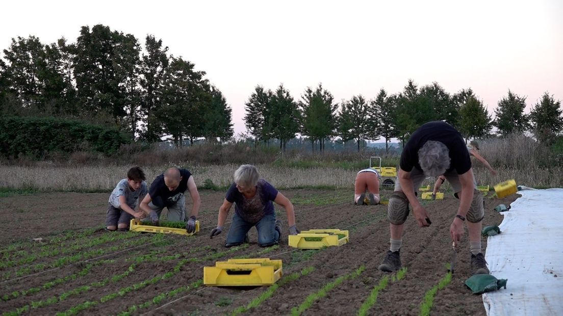 De deelnemers planten nieuwe gewassen