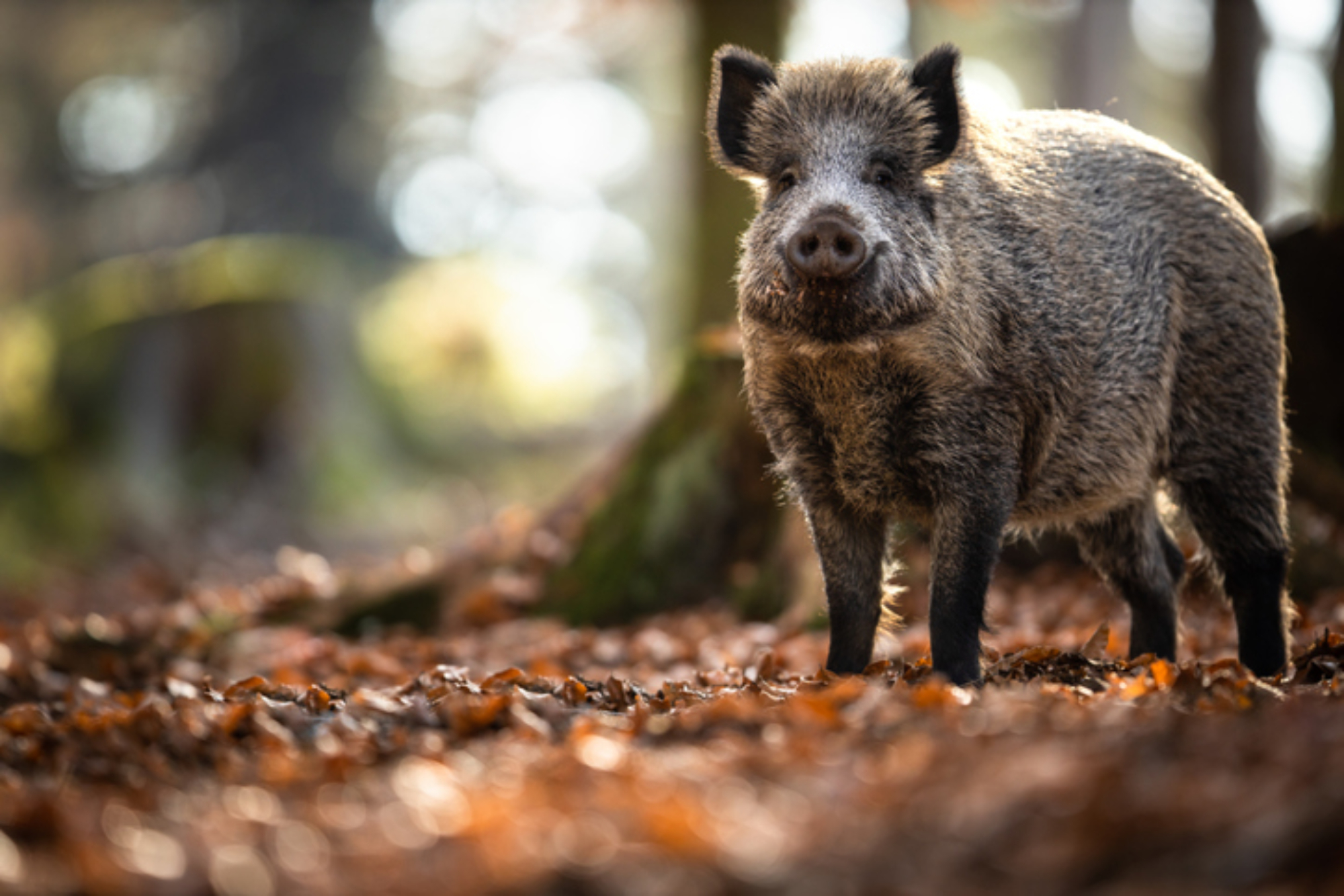 L1mburg Centraal: Wild Zwijn Valt Mensen Aan In Meerssen - 1Limburg