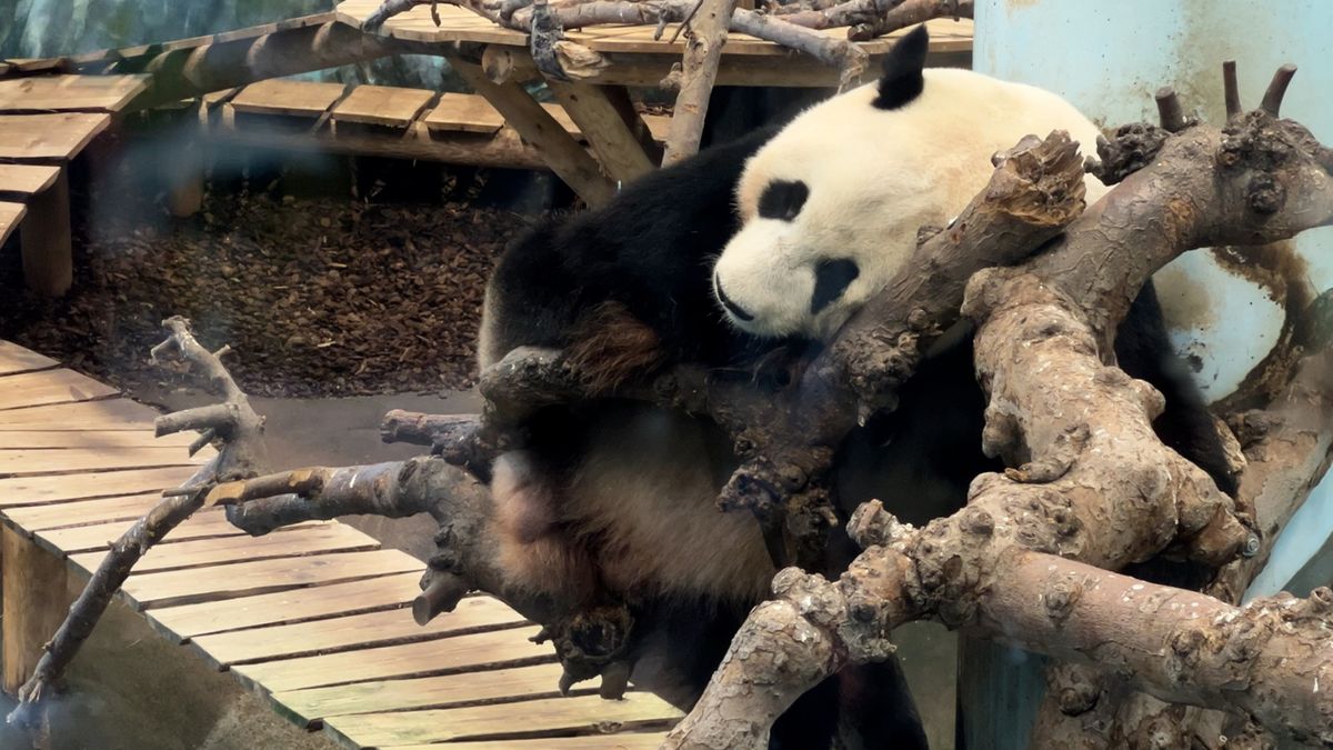 Hoe Ouwehands wéér een nieuwe reuzenpanda op de wereld zet: 'Papa en