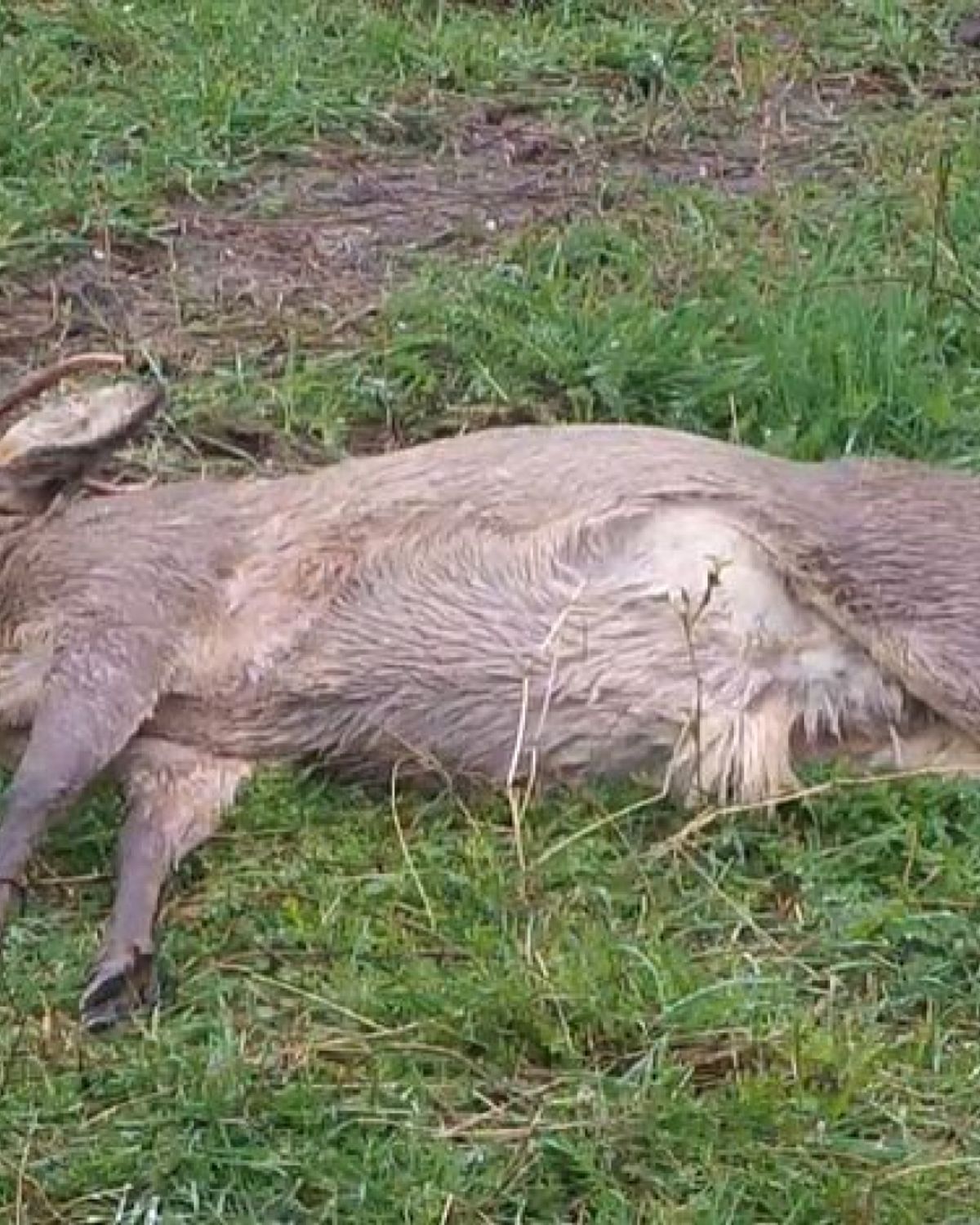 Sommige mensen kijken graag naar een dood dier De KadaverCam