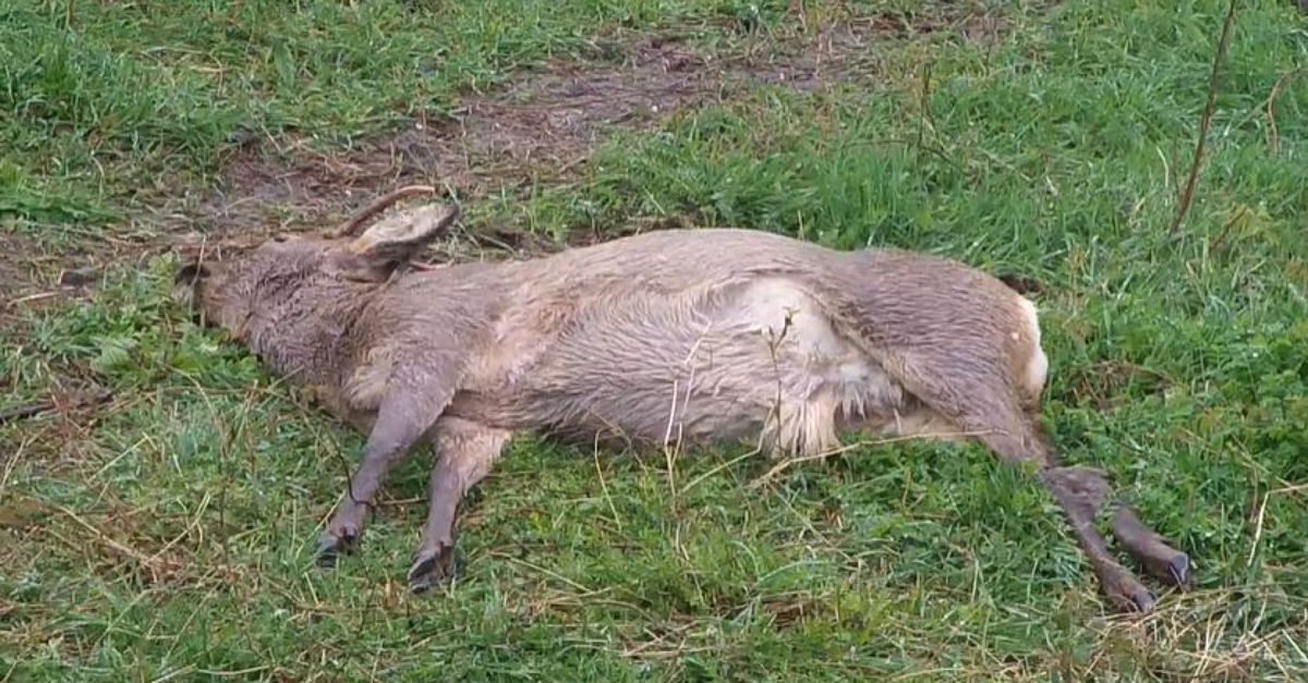 Sommige mensen kijken graag naar een dood dier De KadaverCam