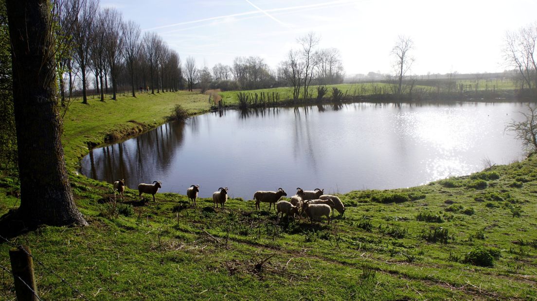 Een zonnige en blauwe sluier bij `s-Heerenhoek