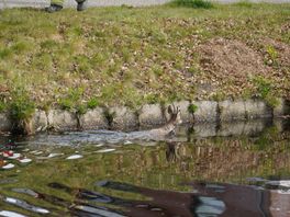 Ree te water in Drentsche Hoofdvaart bij Assen