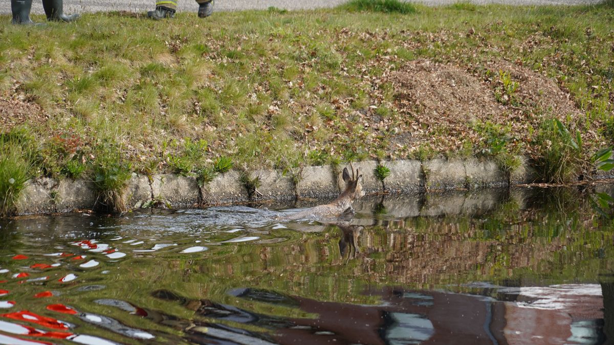 Ree te water in Drentsche Hoofdvaart bij Assen