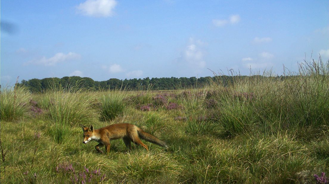 Elke dag opnieuw leggen 70 wildcamera's in Nationaal Park De Hoge Veluwe ieder dier vast dat voor de cameralens opduikt. En dat al vijf jaar lang. Zo zijn er inmiddels vijf miljoen kiekjes gemaakt van het Veluws wild. Dat levert mooie plaatjes op van burlende herten tot een konijn die voor het oog van de camera ontsnapt aan de klauwen van een roofvogel. Maar nog veel belangrijker: De foto's zijn van onschatbare waarde voor natuurbeheerders en wetenschappers.