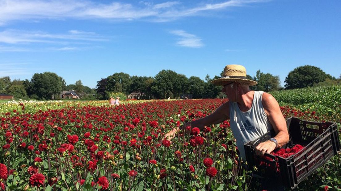 Normaal zijn er 500.000 dahlia's nodig voor het corso in Eelde
