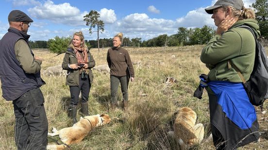 Foto: Wat loopt daar nou tussen de schapen op de heide?