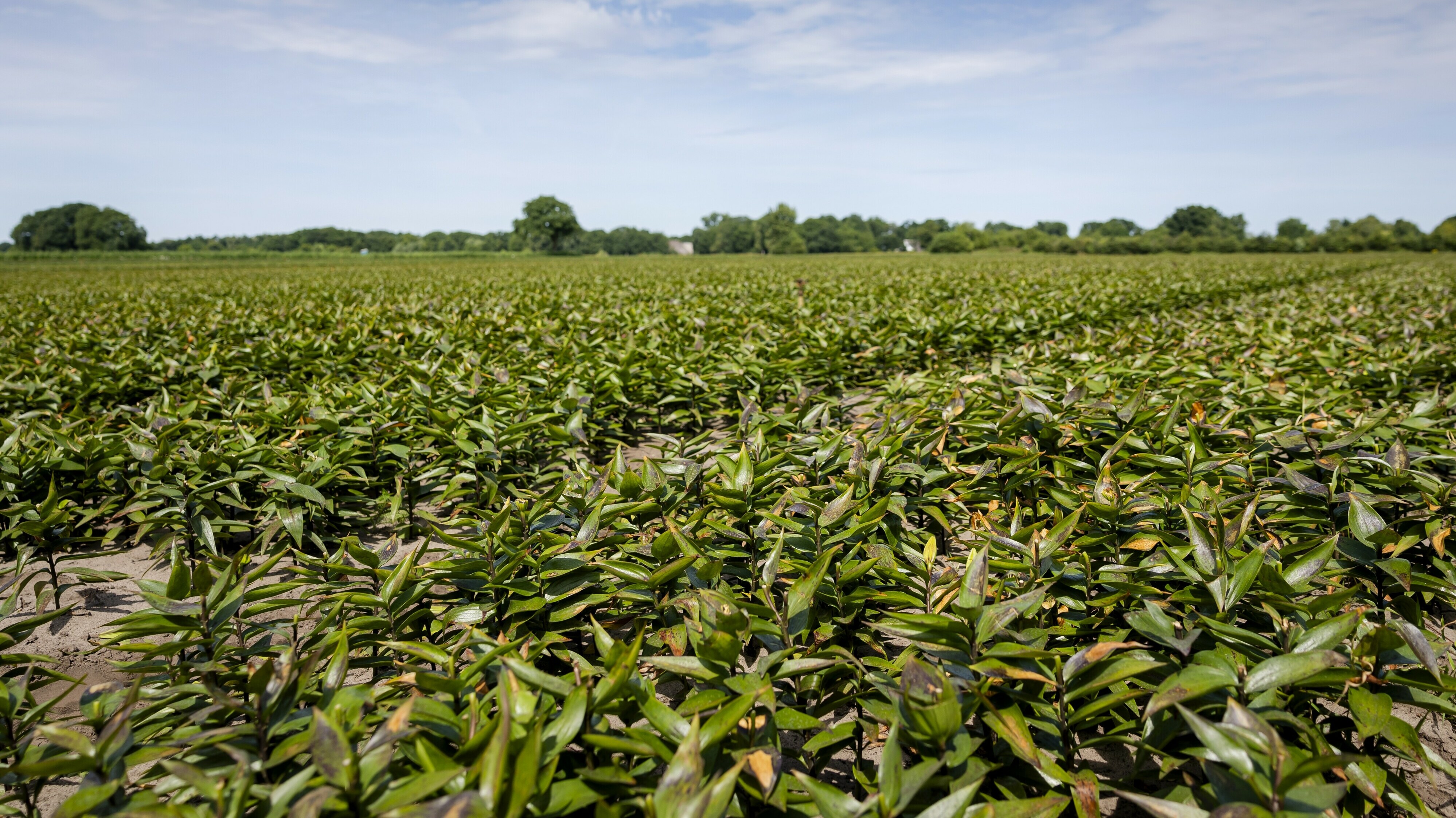 De week van Drenthe: gemeente Westerveld beperkt sierteelt en jeugdzorgmedewerkers staken